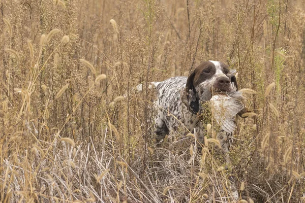 Hunting Dog Field — Stock Photo, Image