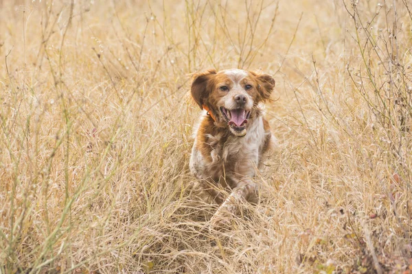 フィールドの猟犬 — ストック写真
