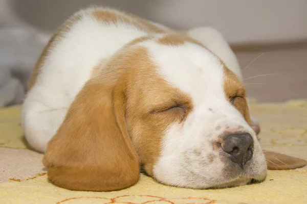 Wunderschöner Beagle Welpe Unter Dem Weihnachtsbaum — Stockfoto