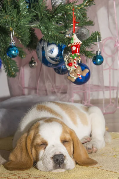 Wunderschöner Beagle Welpe Unter Dem Weihnachtsbaum — Stockfoto