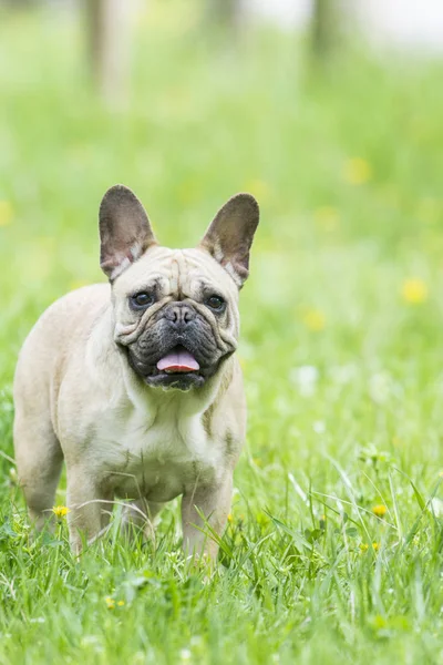 Beautiful French Bulldog Grassy Field — Stock Photo, Image