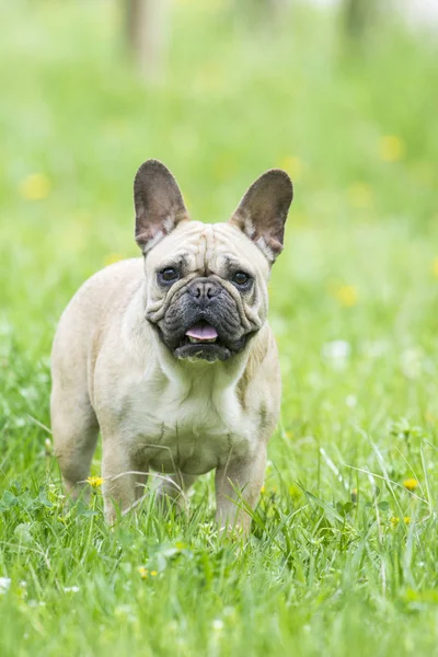 Schöne Französische Bulldogge Auf Einer Rasenfläche — Stockfoto