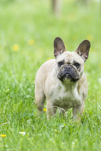 Schöne Französische Bulldogge Auf Einer Rasenfläche — Stockfoto