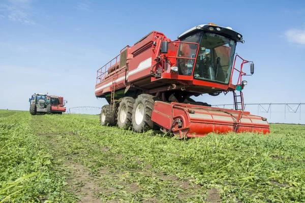 New Machine Harvesting Pea Beans Harvested Field — Stock Photo, Image
