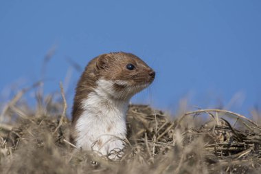 Çimenler üzerinde gelincik (Mustela erminea)