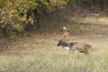Fallow geyiği (Dama dama)