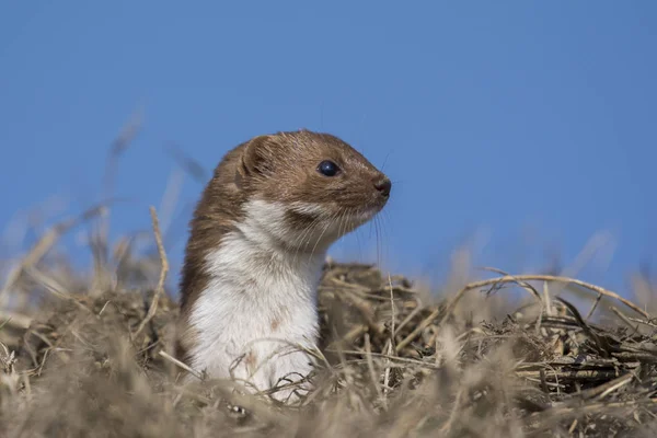 Wezel Het Gras Mustela Erminea — Stockfoto