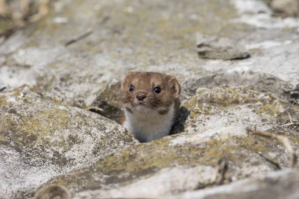 Weasel Grass Mustela Erminea — Stock Photo, Image