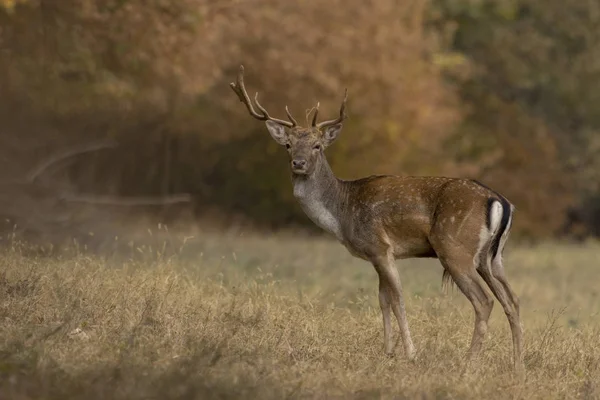 Veado Fallow Dama Dama — Fotografia de Stock