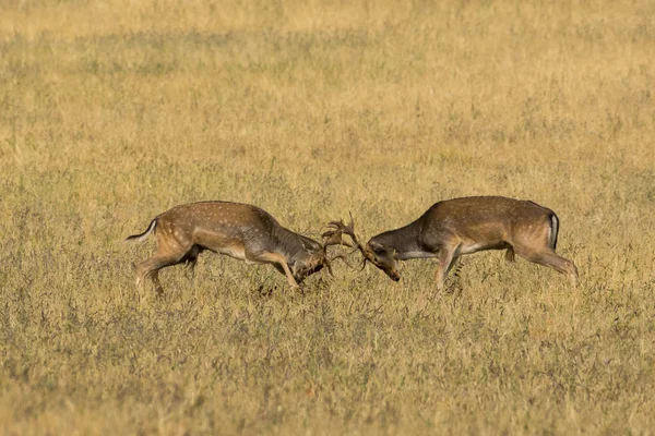 Fallow Deer Dama Dama — Stock Photo, Image