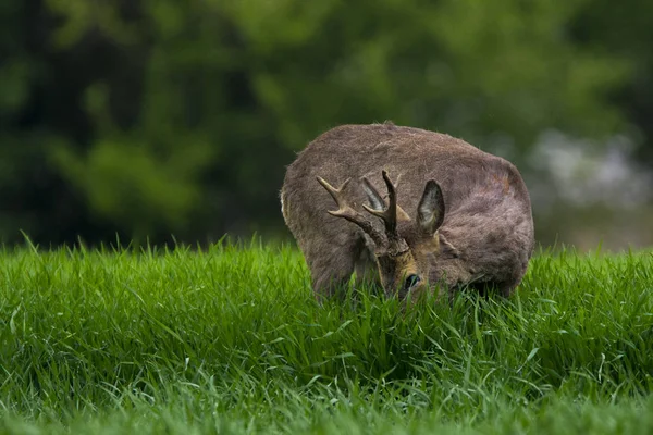 緑の草のノロジカ — ストック写真