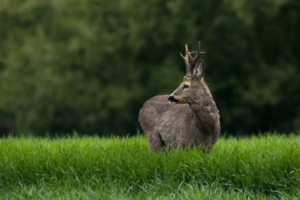 Reeën Groen Gras — Stockfoto