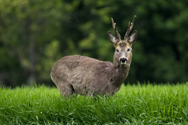 Roe Deer Green Grass — Stock Photo, Image