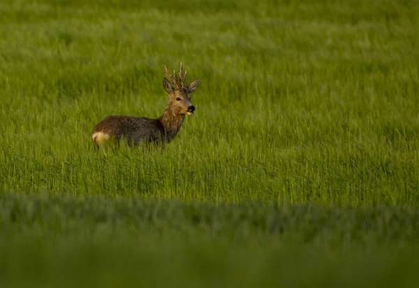 Rehe Grünen Gras — Stockfoto