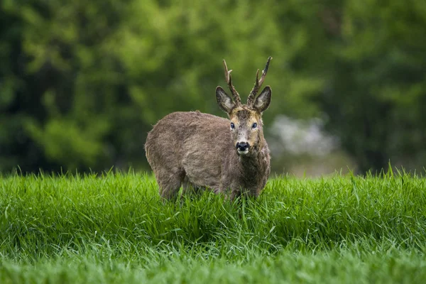 绿草中的獐鹿 — 图库照片