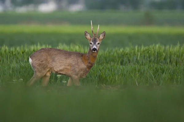 Reeën Groen Gras — Stockfoto