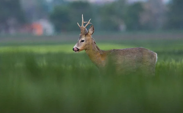 Capriolo Erba Verde — Foto Stock