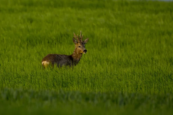 Rehe Grünen Gras — Stockfoto