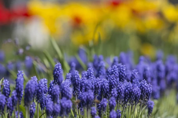 Schöne Und Farbenfrohe Frühlingsblumen — Stockfoto