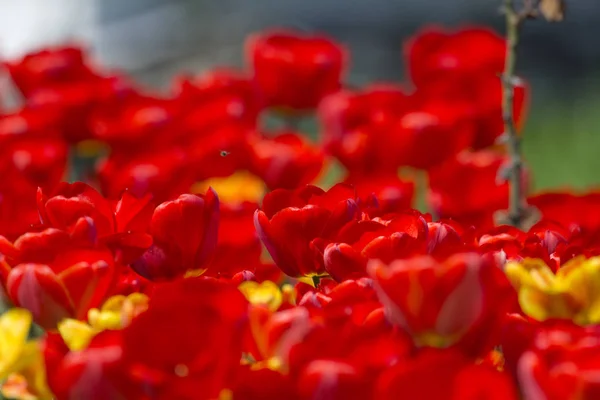 Schöne Und Farbenfrohe Frühlingsblumen — Stockfoto