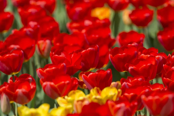 Schöne Und Farbenfrohe Frühlingsblumen — Stockfoto