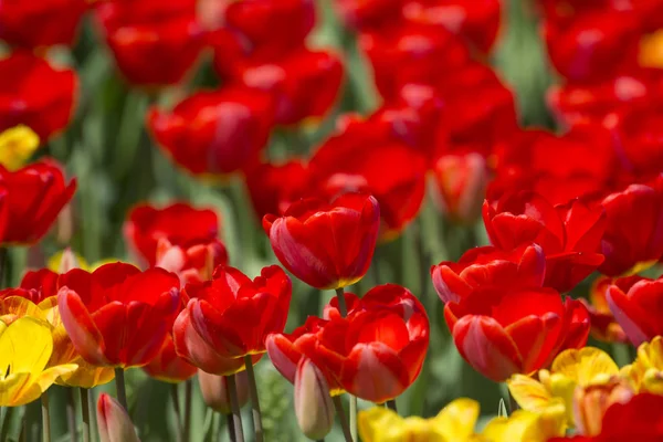 Schöne Und Farbenfrohe Frühlingsblumen — Stockfoto