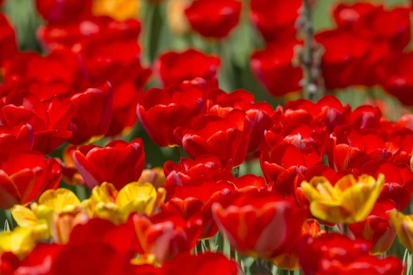 Schöne Und Farbenfrohe Frühlingsblumen — Stockfoto