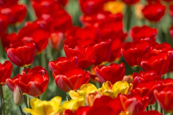 Schöne Und Farbenfrohe Frühlingsblumen — Stockfoto