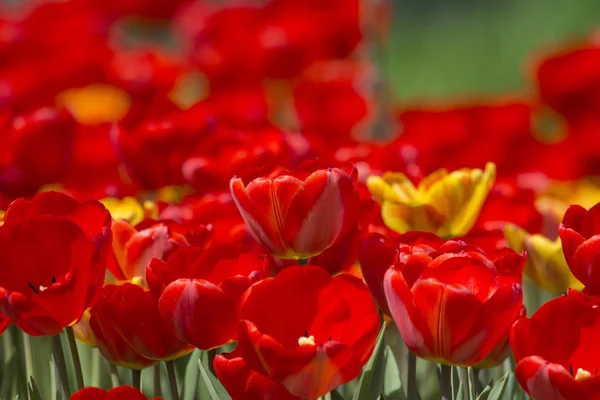 Schöne Und Farbenfrohe Frühlingsblumen — Stockfoto