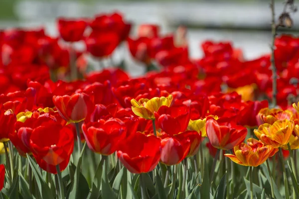 Schöne Und Farbenfrohe Frühlingsblumen — Stockfoto