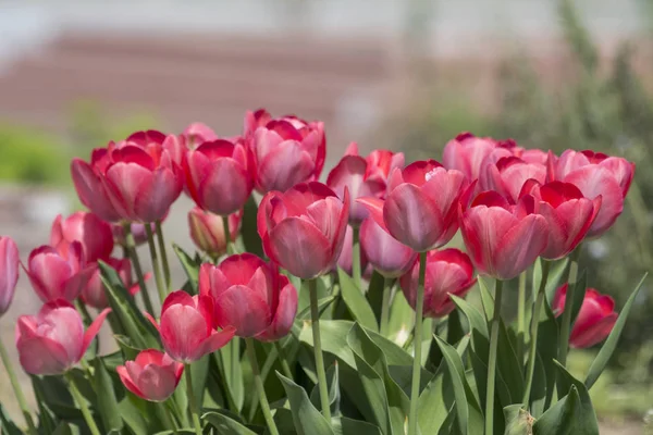 Schöne Und Farbenfrohe Frühlingsblumen — Stockfoto