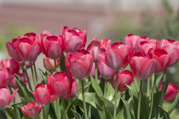 Schöne Und Farbenfrohe Frühlingsblumen — Stockfoto