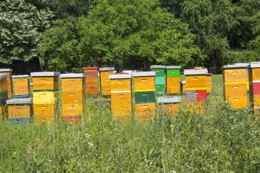 Bir çayır üzerinde arı kovanı