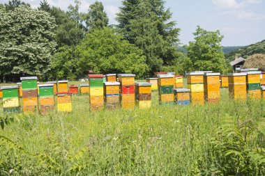 Bir çayır üzerinde arı kovanı