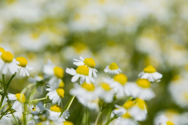 Krásné Jarní Pole Heřmánkový — Stock fotografie