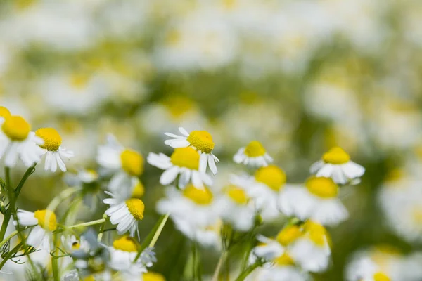 Camomila Belo Campo Primavera — Fotografia de Stock