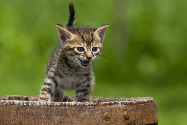 Yeşil bir çim üzerinde Harika tatlı küçük kedi yavrusu
