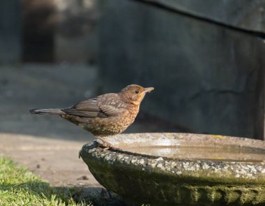 Genç Avrupa Blackbird içmekten Birdbath Sussex Bahçe