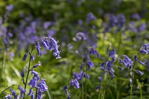 Bluebells Anglais Indigène Dans Les Bois Sussex — Photo