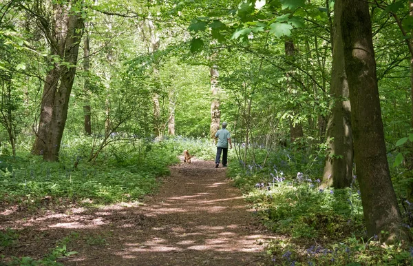 Oidentifierbar Person Promenader Med Hund Sussex Skogsmark — Stockfoto