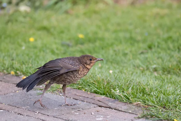 Young European Blackbird Stretching Its Wing Sussex Garden — Stock Photo, Image