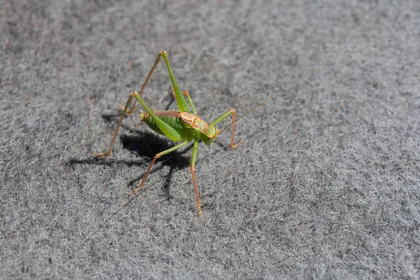 Speckled Bush Cricket Male Carpet Summer — Stock Photo, Image