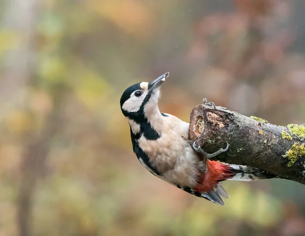 Bra Spotted Woodpecker Kvinna Trädgren — Stockfoto
