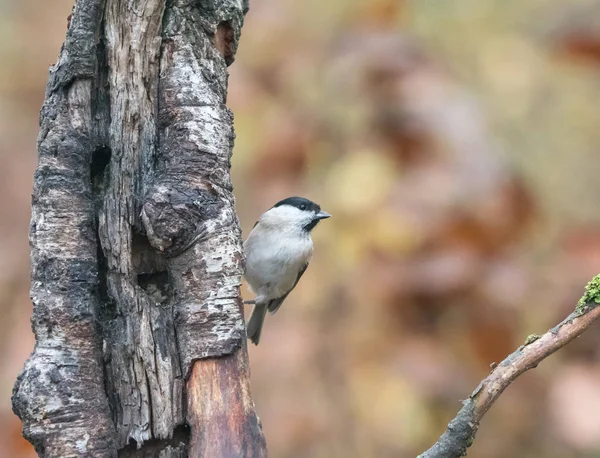 Pequena Paisagem Pássaro Pântano Tit Floresta — Fotografia de Stock