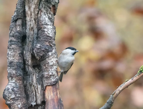 小さな田舎鳥ウッドランドにハシブトガラ — ストック写真