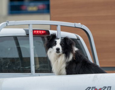 Kamyonet Dog'da kenar kömür ocağı