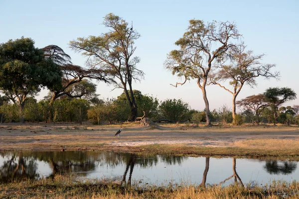 Botswana Watering Hole — Stock Photo, Image