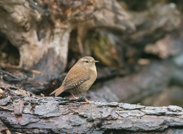 Wren in Woodland — Stock fotografie