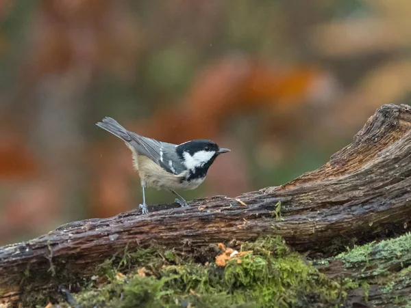 Coal Tit on Log — Stock Photo, Image