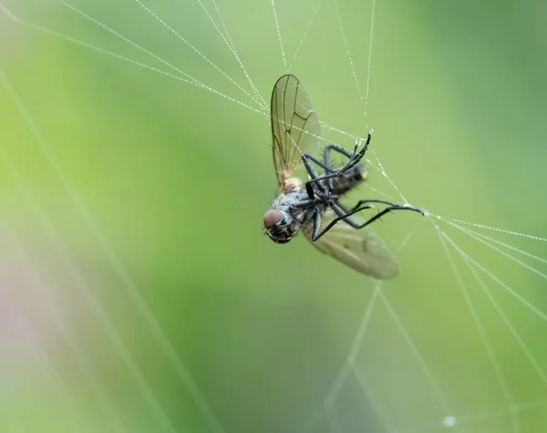 ウェブで飛ぶ — ストック写真